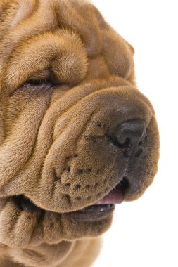 sharpei köpek