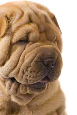 sharpei köpek