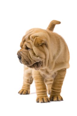 sharpei köpek