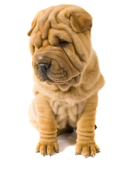 Vlčáky pes — Stock fotografie