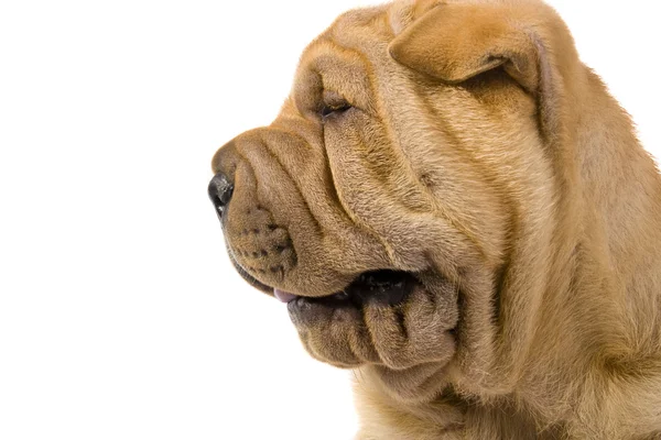 Шарпэйская собака — стоковое фото