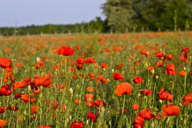 Kırmızı poppies çayır