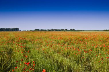 Kırmızı poppies çayır