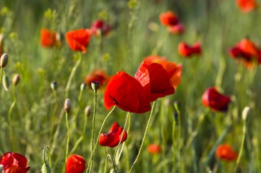 Kırmızı poppies çayır