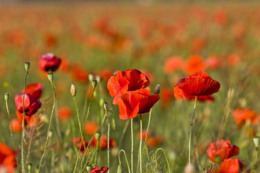 Kırmızı poppies çayır