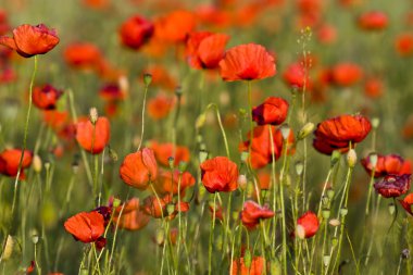 Kırmızı poppies çayır