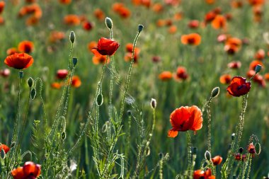 Kırmızı poppies çayır