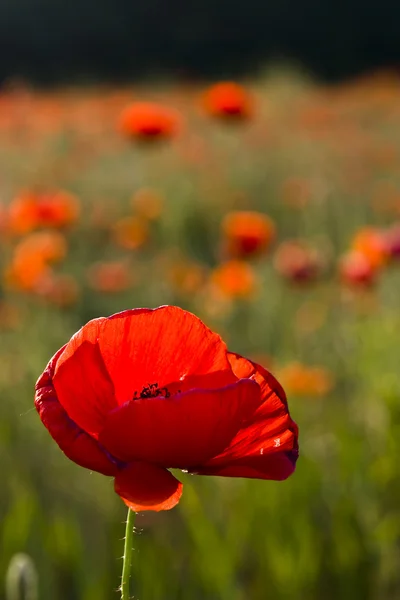 Kırmızı poppies çayır — Stok fotoğraf