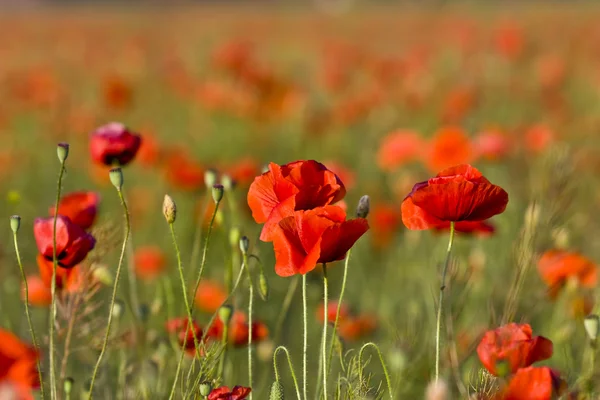 De rode papavers van de weide — Stockfoto