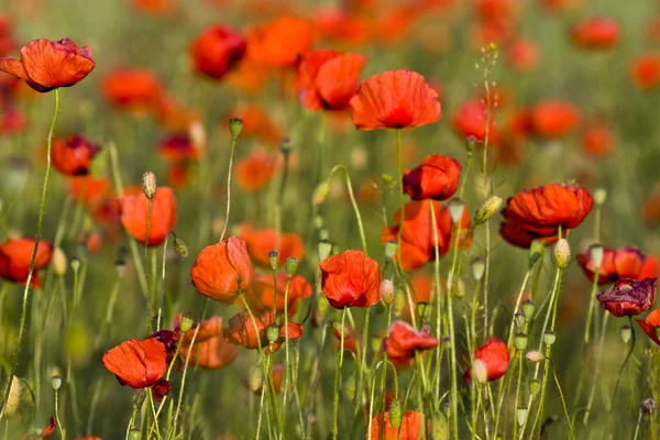 The red poppies of the meadow — Stock Photo, Image