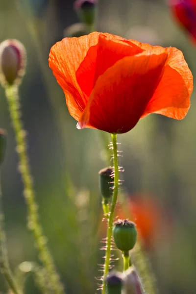 Kırmızı poppies çayır — Stok fotoğraf
