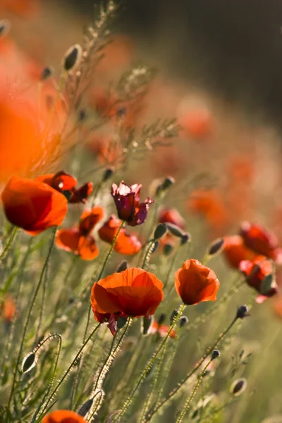 草甸的红色 poppies — 图库照片