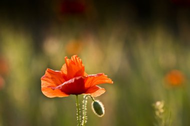 Kırmızı poppies çayır