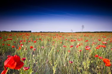 Kırmızı poppies çayır