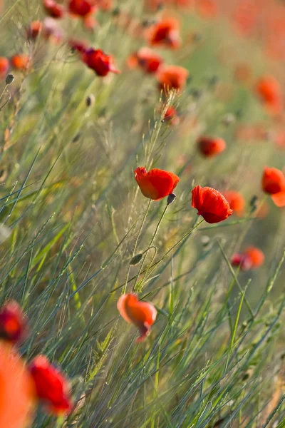 As papoilas vermelhas do prado — Fotografia de Stock