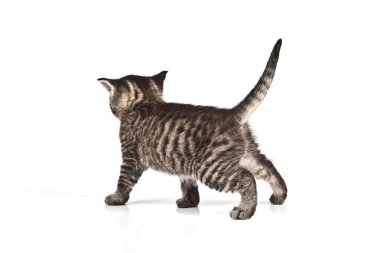 Kedi
