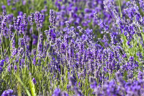 Lavender field — Stock Photo, Image