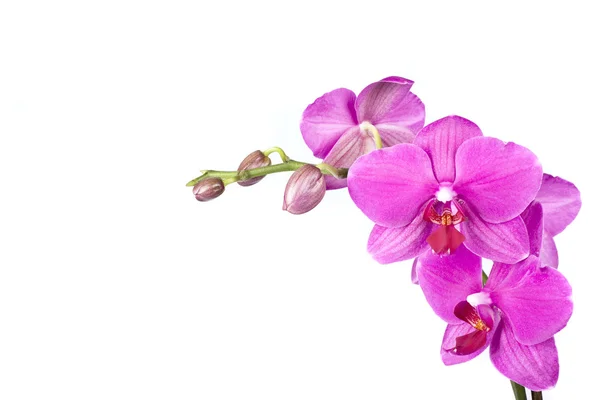 Pembe orkide beyaza izole edilmiş. — Stok fotoğraf