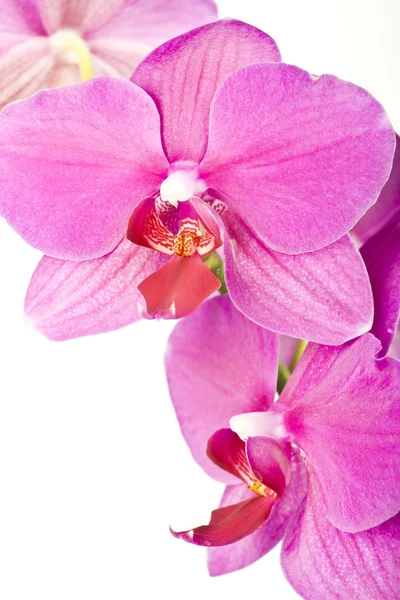 Orchidea rosa isolata su bianco — Foto Stock