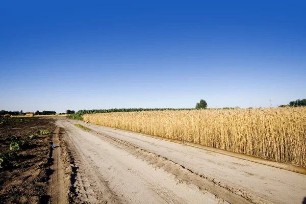 stock image Wheat field