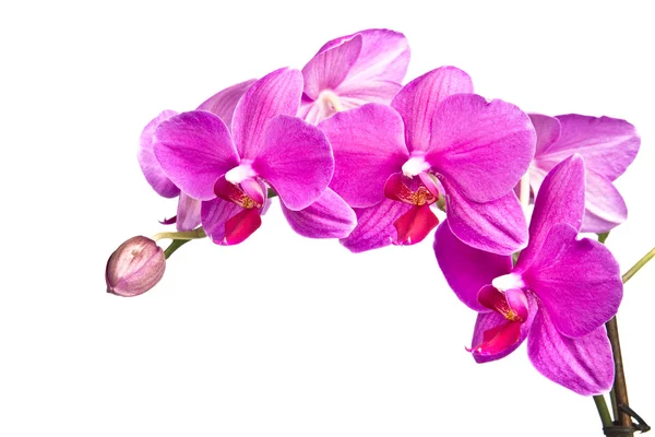 Orquídea rosa isolada em branco — Fotografia de Stock
