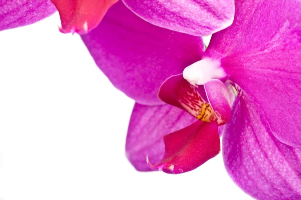 在白色上隔绝的粉红色兰花 — 图库照片