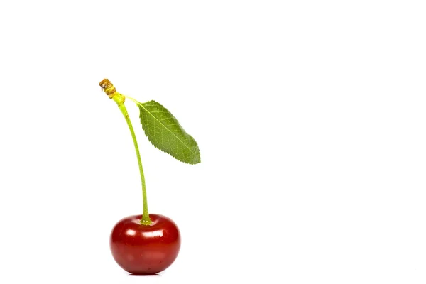 Wiśnie — Zdjęcie stockowe