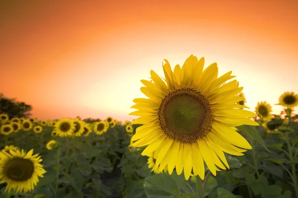 Sonnenblume auf einem Feld — Stockfoto