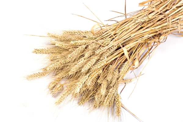 stock image Wheat ears