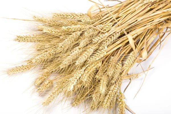 stock image Wheat ears