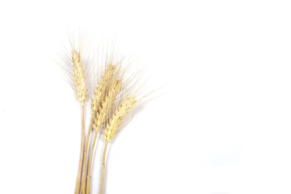 Kłosy pszenicy — Zdjęcie stockowe