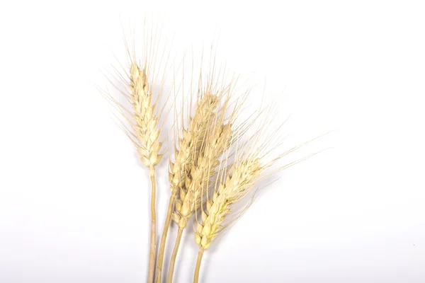 stock image Wheat ears