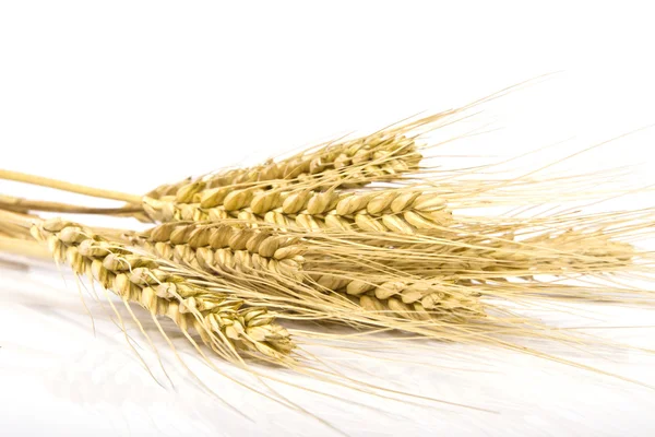 stock image Wheat ears