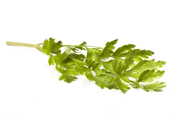 Green parsley — Stock Photo, Image
