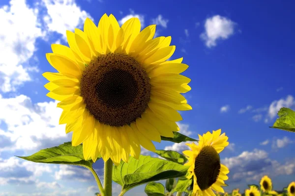 stock image Sunflower in a field