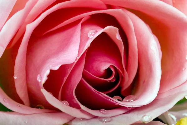 Makro obraz czerwona róża — Zdjęcie stockowe