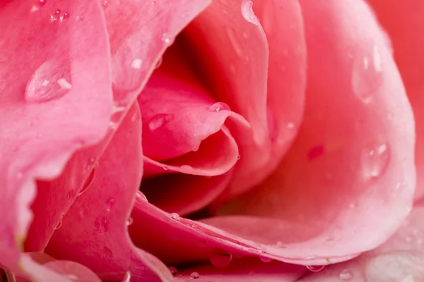 Macro immagine di rosa rossa — Foto Stock