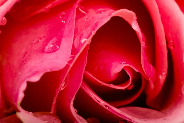 Macro imagen de rosa roja — Foto de Stock