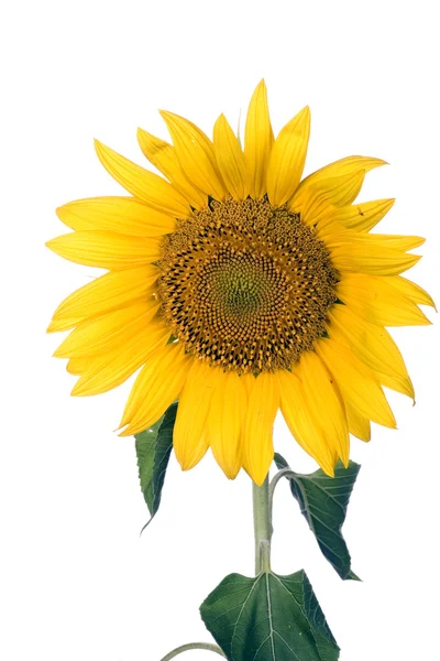 Sunflower blossom — Stock Photo, Image