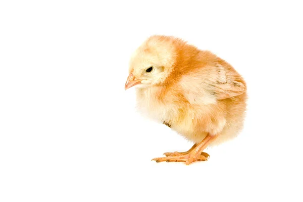 닭고기 — 스톡 사진