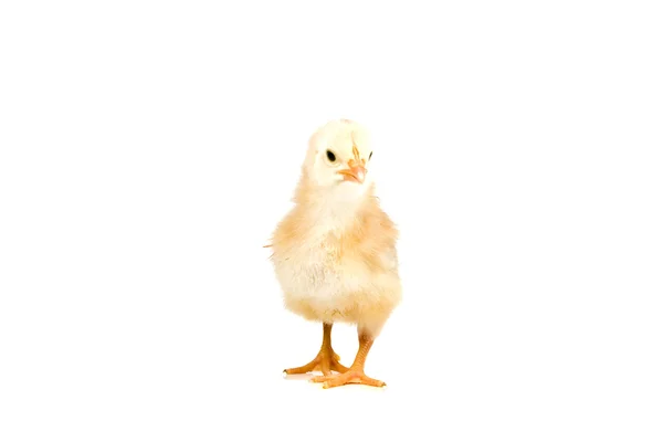 Κοτόπουλο — Φωτογραφία Αρχείου