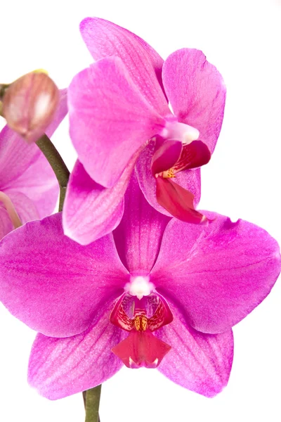 Розовая орхидея изолирована на белом — стоковое фото