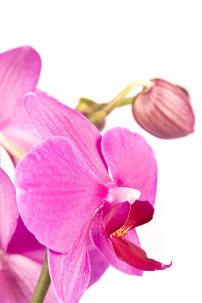 Pembe orkide beyaza izole edilmiş. — Stok fotoğraf