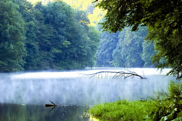 Jezioro rano lasu — Zdjęcie stockowe