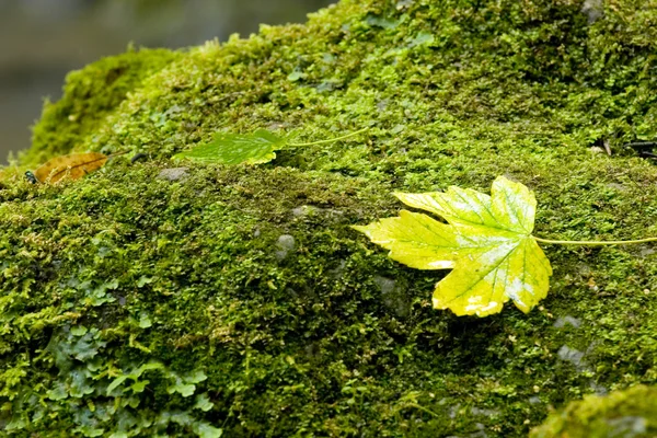 stock image Leaves in the stone