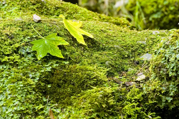 Stock image Leaves in the stone