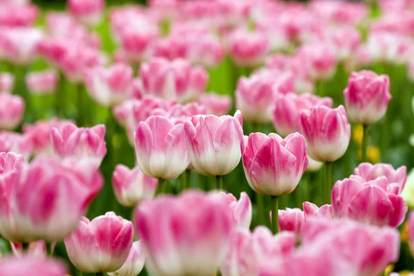 Tulipány v zahradě — Stock fotografie