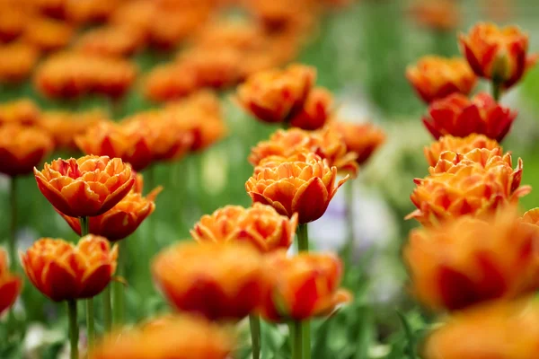 Тюльпани в саду — стокове фото