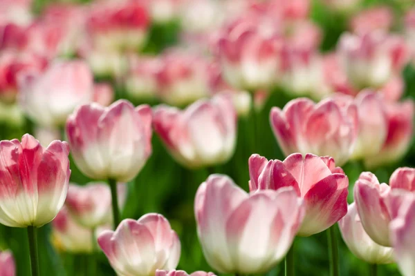 Tulipani in giardino — Foto Stock
