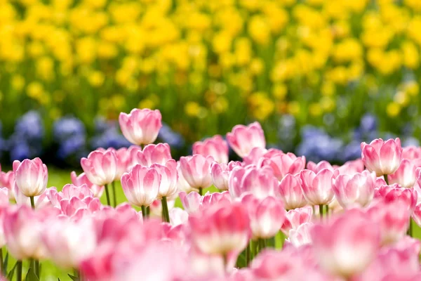 Tulpen in de tuin — Stockfoto